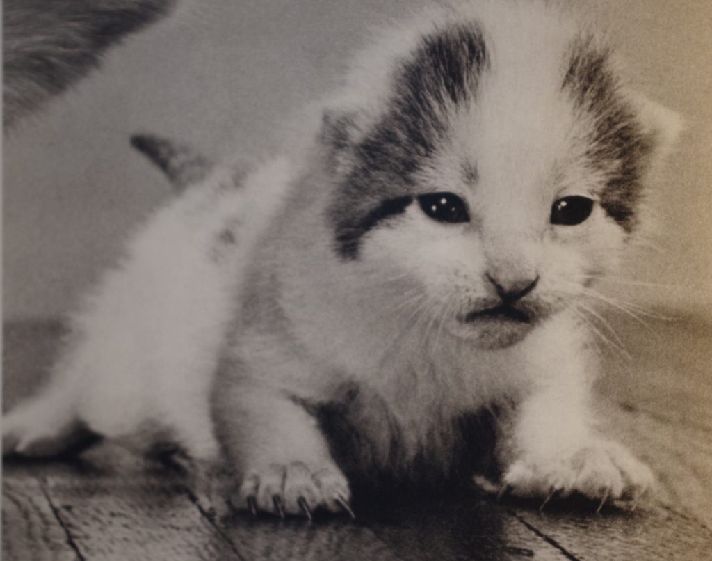 Kitten