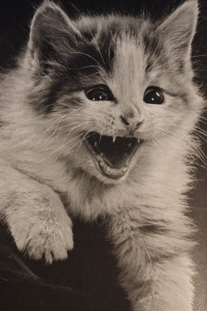 Kitten with teeth